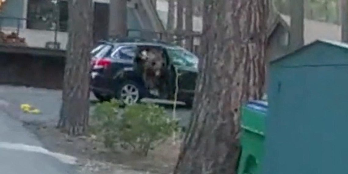 deux américains déguisés en ours ont été arrêtés pour escroquerie, une affaire insolite mêlant tromperie et costumes surprenants.