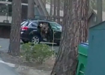 deux américains déguisés en ours ont été arrêtés pour escroquerie, une affaire insolite mêlant tromperie et costumes surprenants.