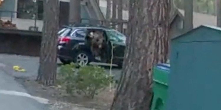 deux américains déguisés en ours ont été arrêtés pour escroquerie, une affaire insolite mêlant tromperie et costumes surprenants.